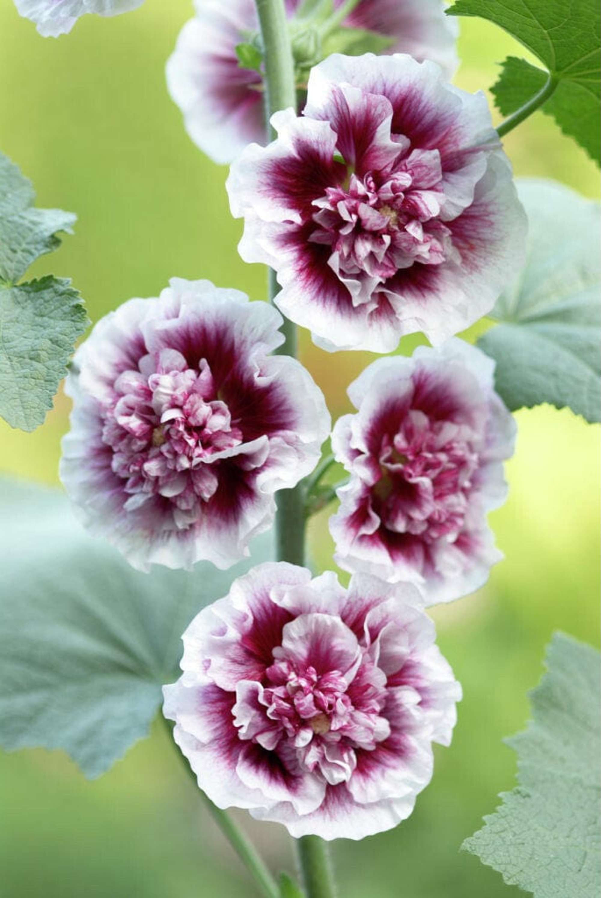 Stockros 'Creme de Cassis'